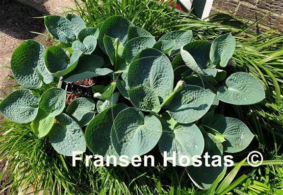 Hosta Lakeside Sapphire Pleats